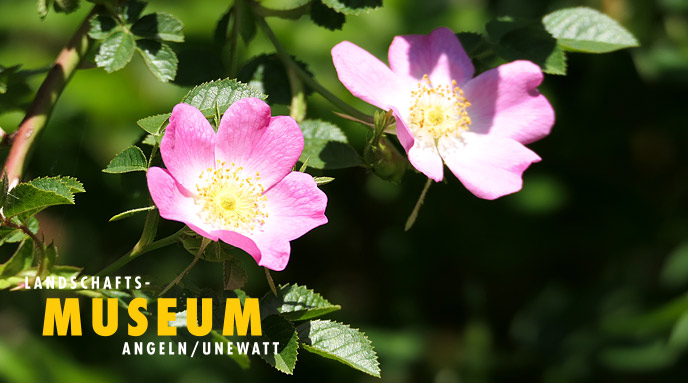Die Wilden im Portrait - Kräutermärchen für Erwachsene